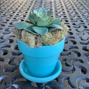 Summer Succulent & No Water Needed😂New too!